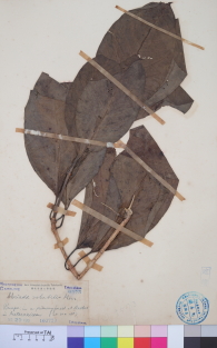 Specimen thumbnail